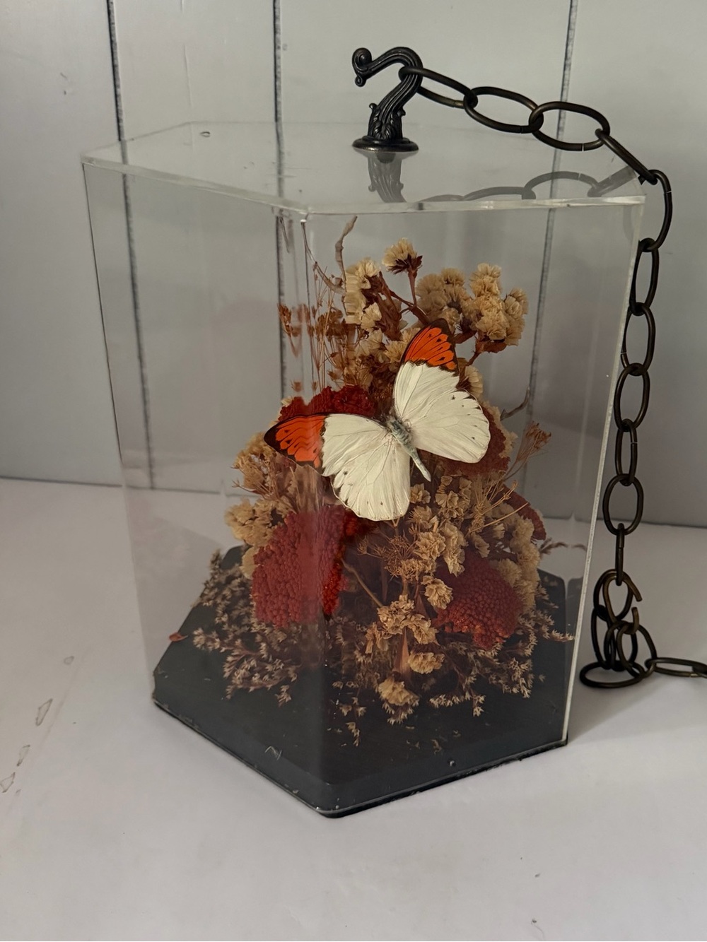 Vintage Hanging Butterfly Hexagonal Acrylic Display Great Orange Tip Taxidermy